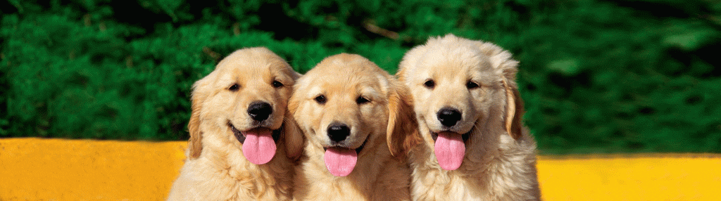 Yellow Labs