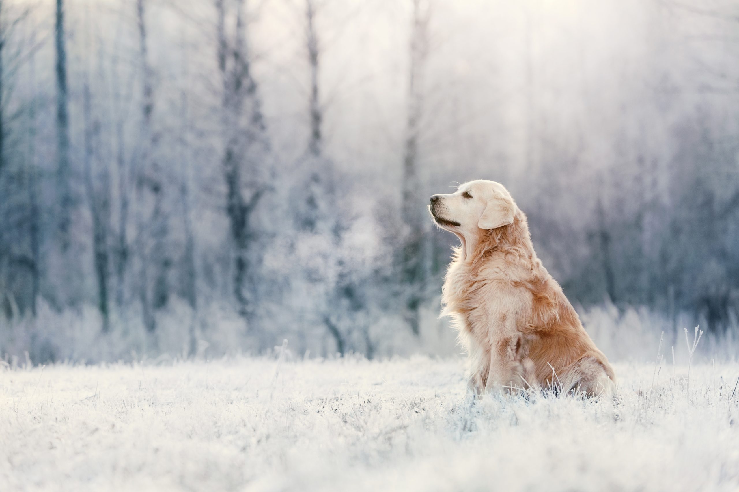 Golden Retriever Sits In Frost On Winter Day