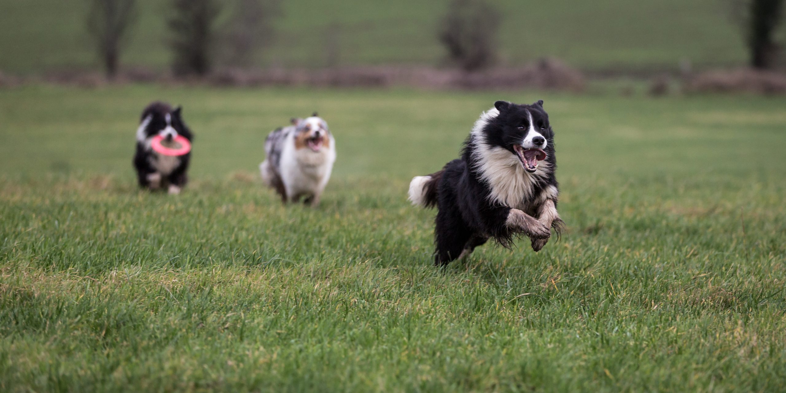 Dogs Running And Playing