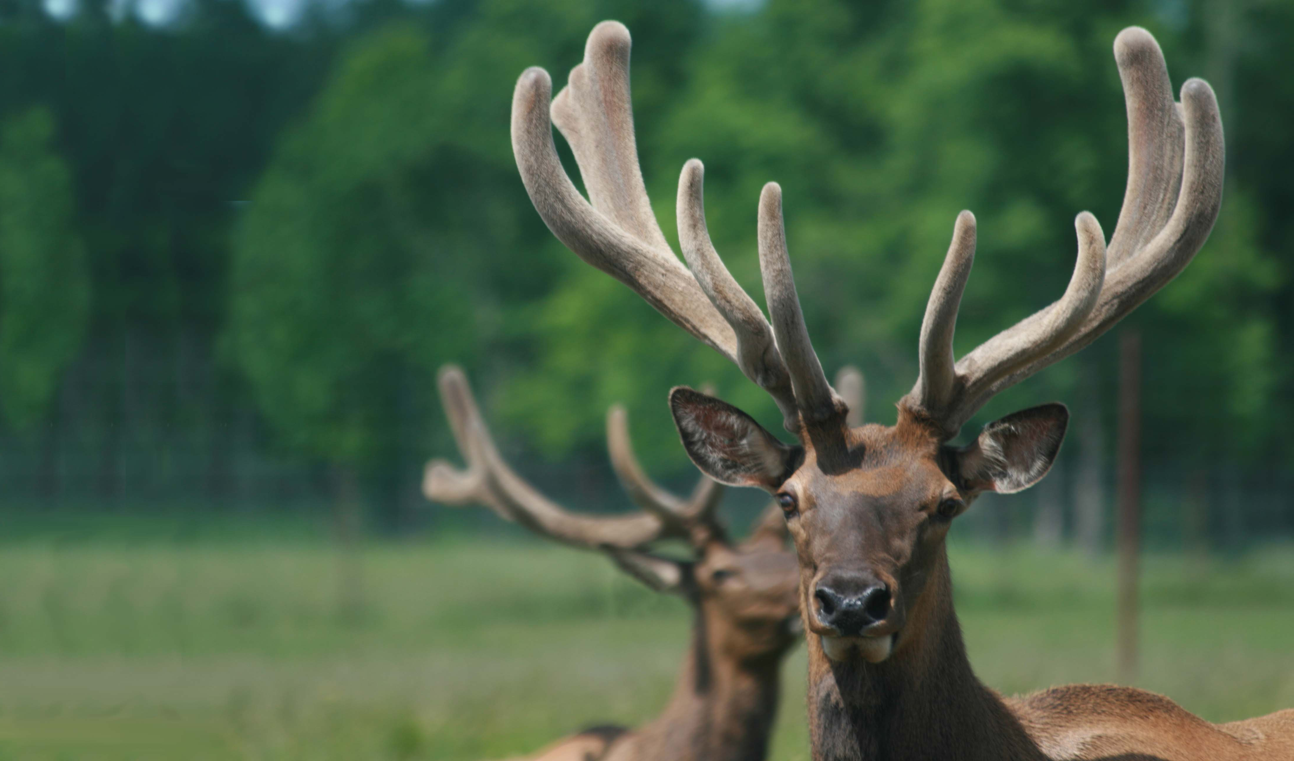 How Is Velvet Antler Harvested Wapiti Labs Inc