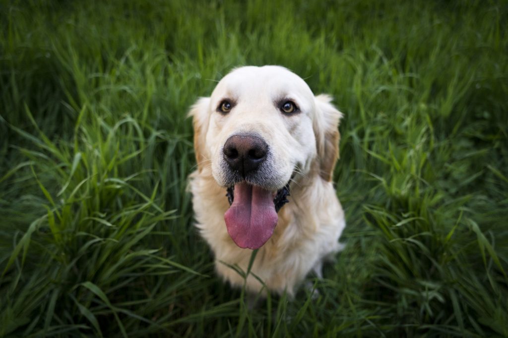 Why Do Dogs and Cats Eat Grass?