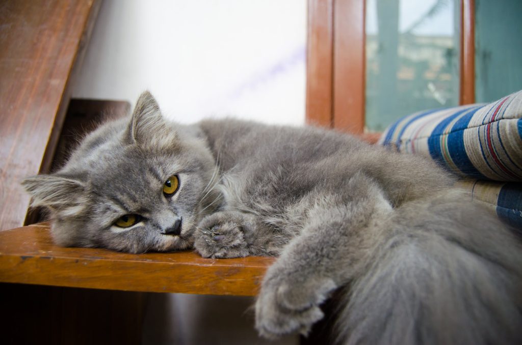 Sadcat