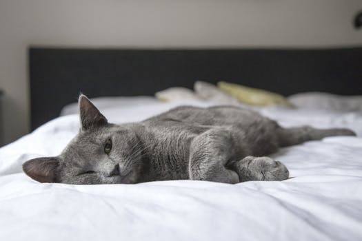 4 Fascinating Facts About Geriatric Cats