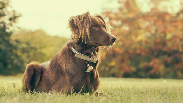 3 Canine Supplements You Need to Know About