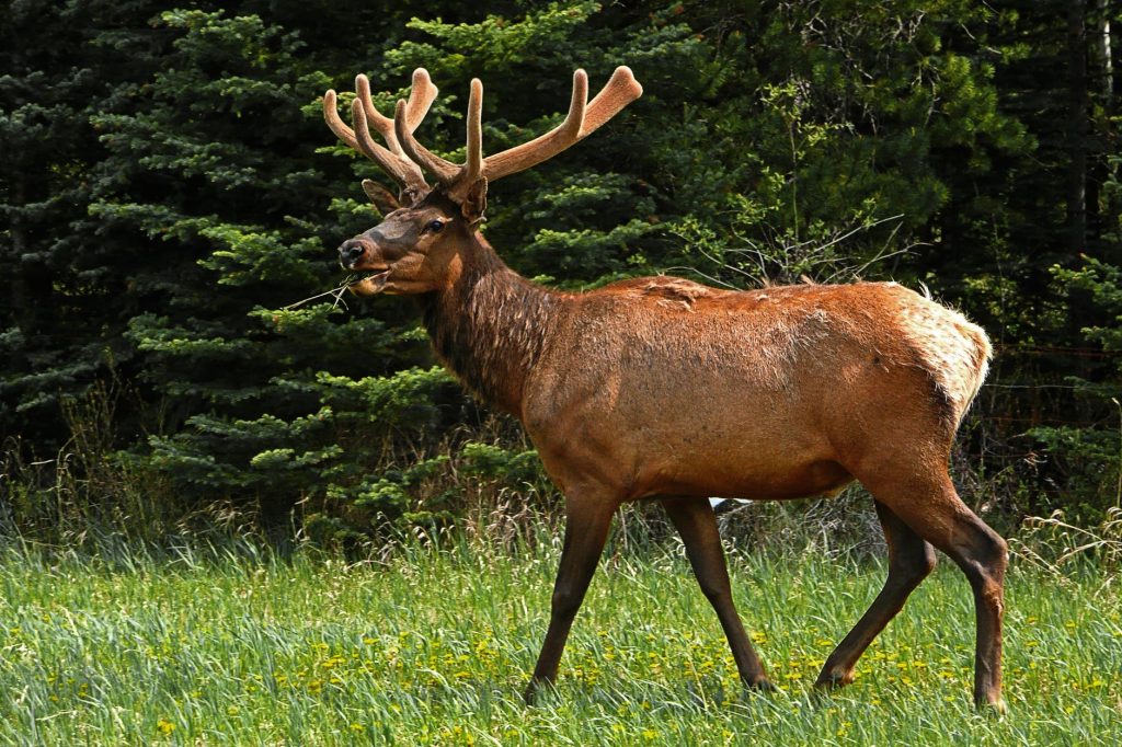 Elk Deer Wildlife Antlers 86593