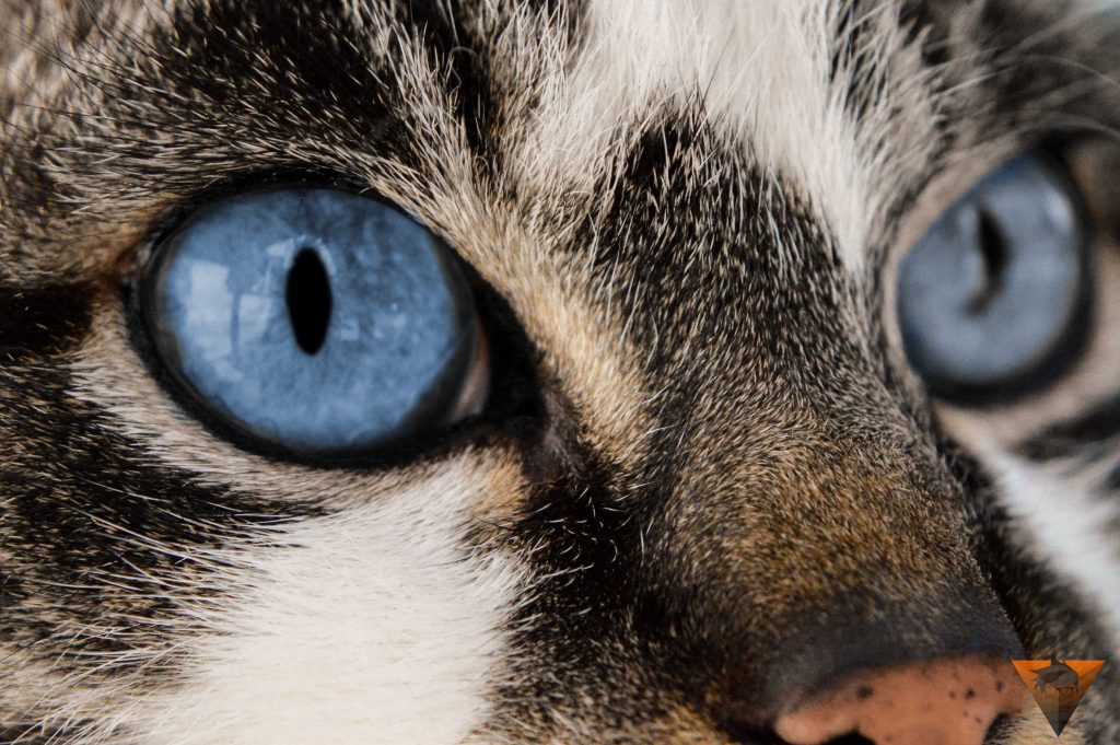 The Importance of Your Cat’s Eyesight
