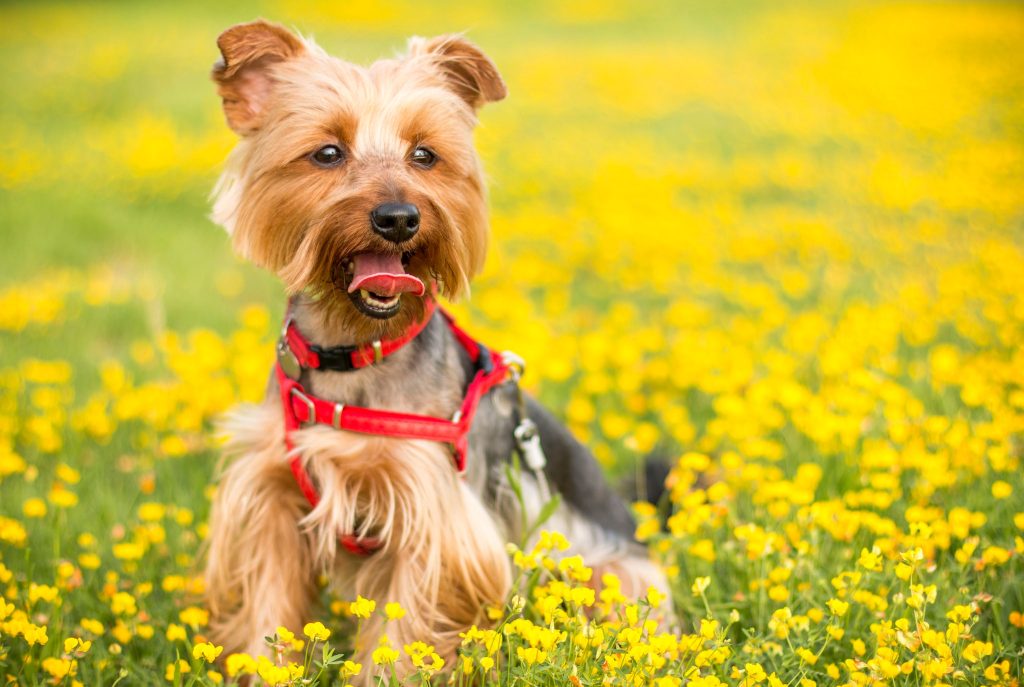 Managing Allergies in Your Canine