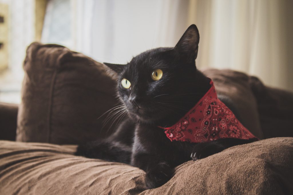 Animal Bandana Black Cat 1307503