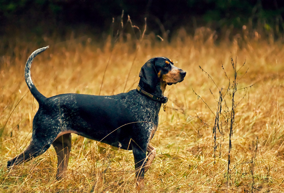 Supporting the Health of Your Hunting Dog