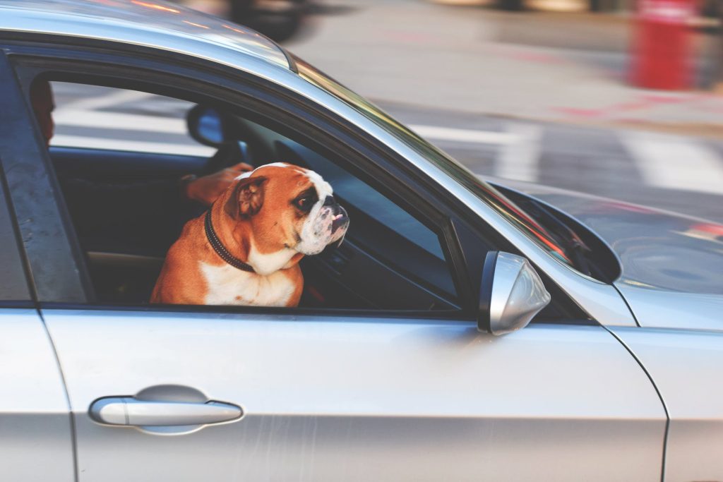 Convincing Your Canine to Travel in the Car