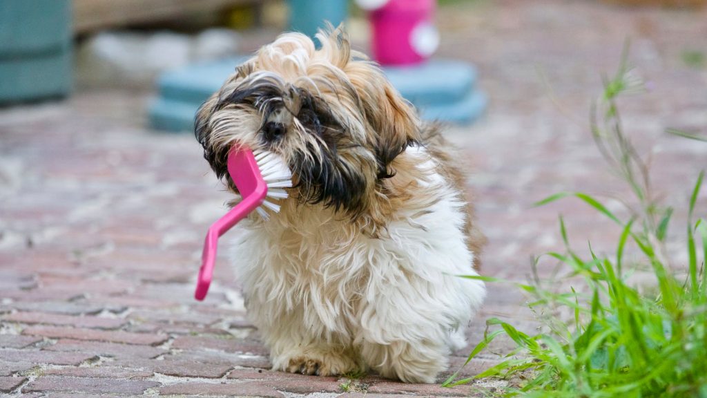 4 Tricks for Bathing Your Puppy