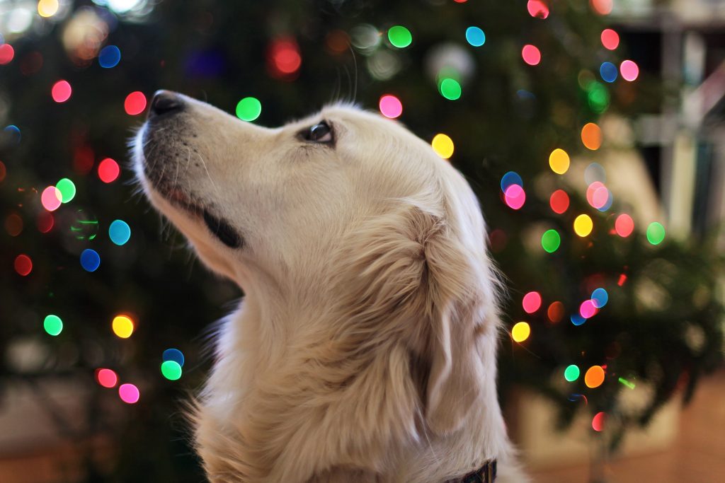 Adorable Animal Bokeh 776373