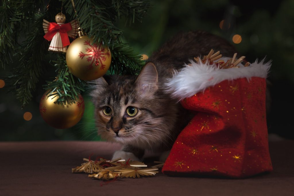 What to Do If Your Pet Eats Holiday Candy