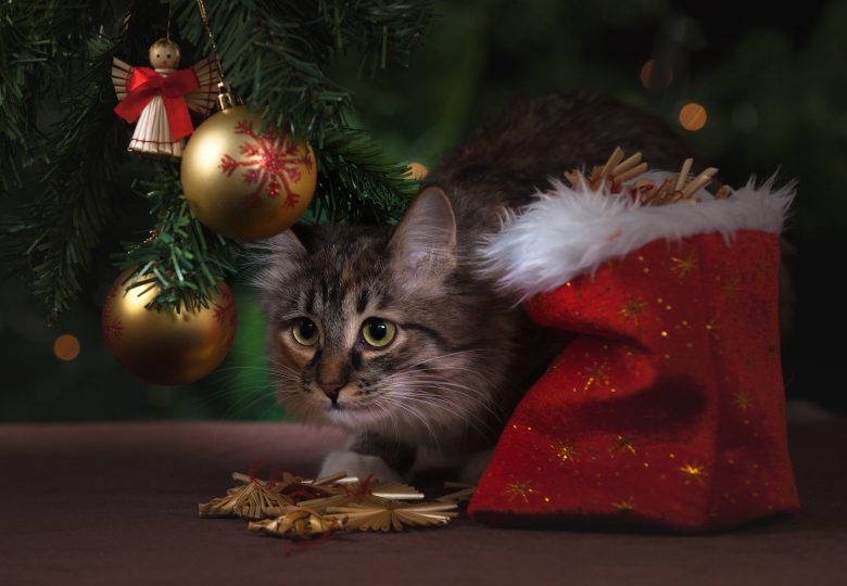 Adorable Animal Cat 236587