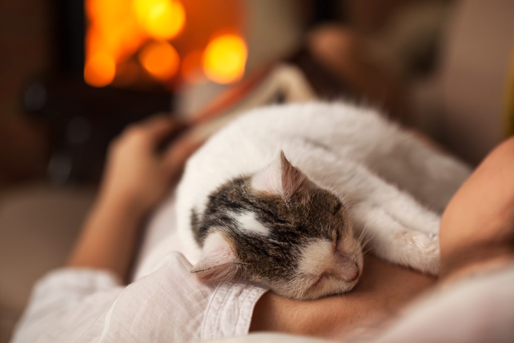 5 Ways to Keep Your Cat Healthy All Winter Long