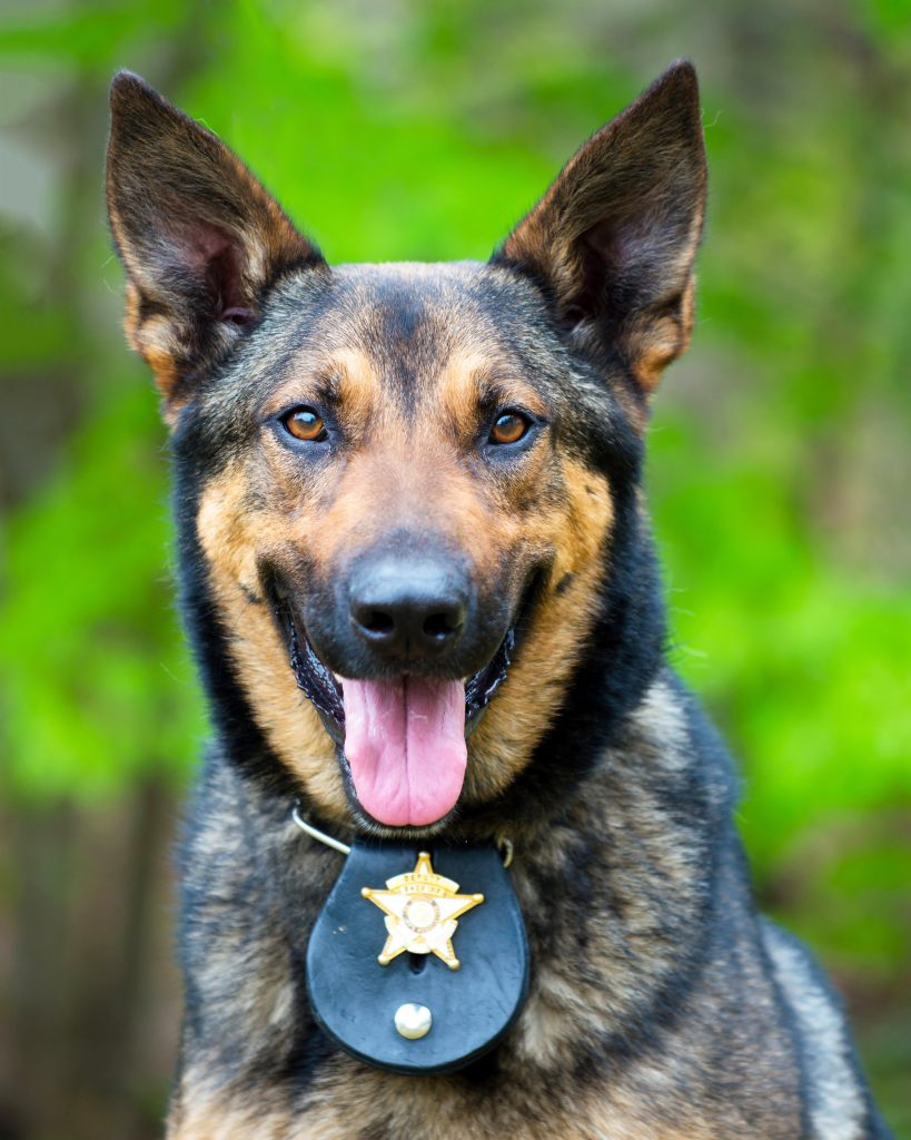 How to Keep Police Dogs in K-9 Units Ready for the Field