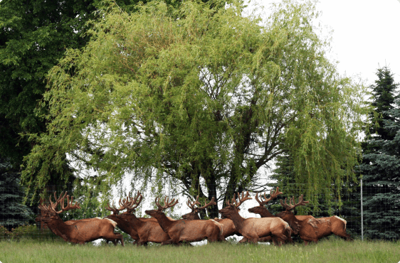 Bull male Elks running in the grass.