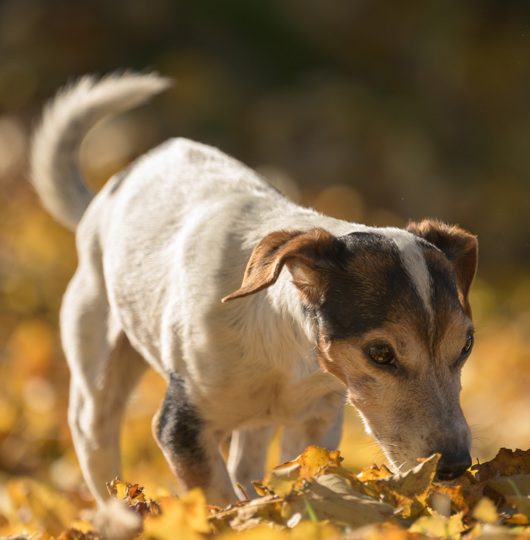 Terrier In The Fallen Autumn Leafs