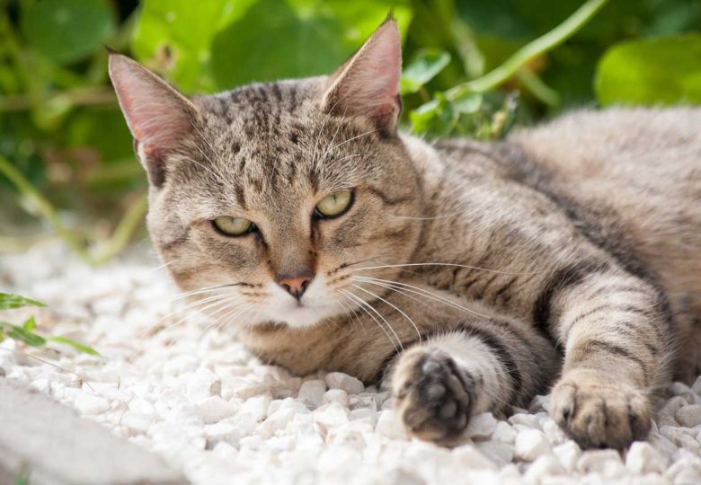 Cat Laying Outside In Front Of Large Green Leaves