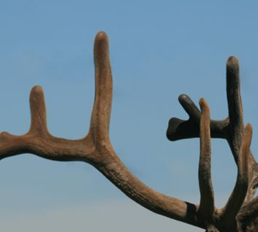 Elk Velvet Antler