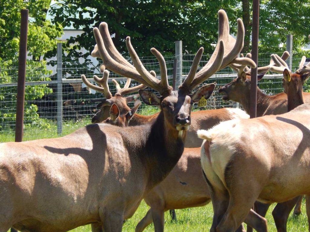 Large Male Elk With Velvet Antlers
