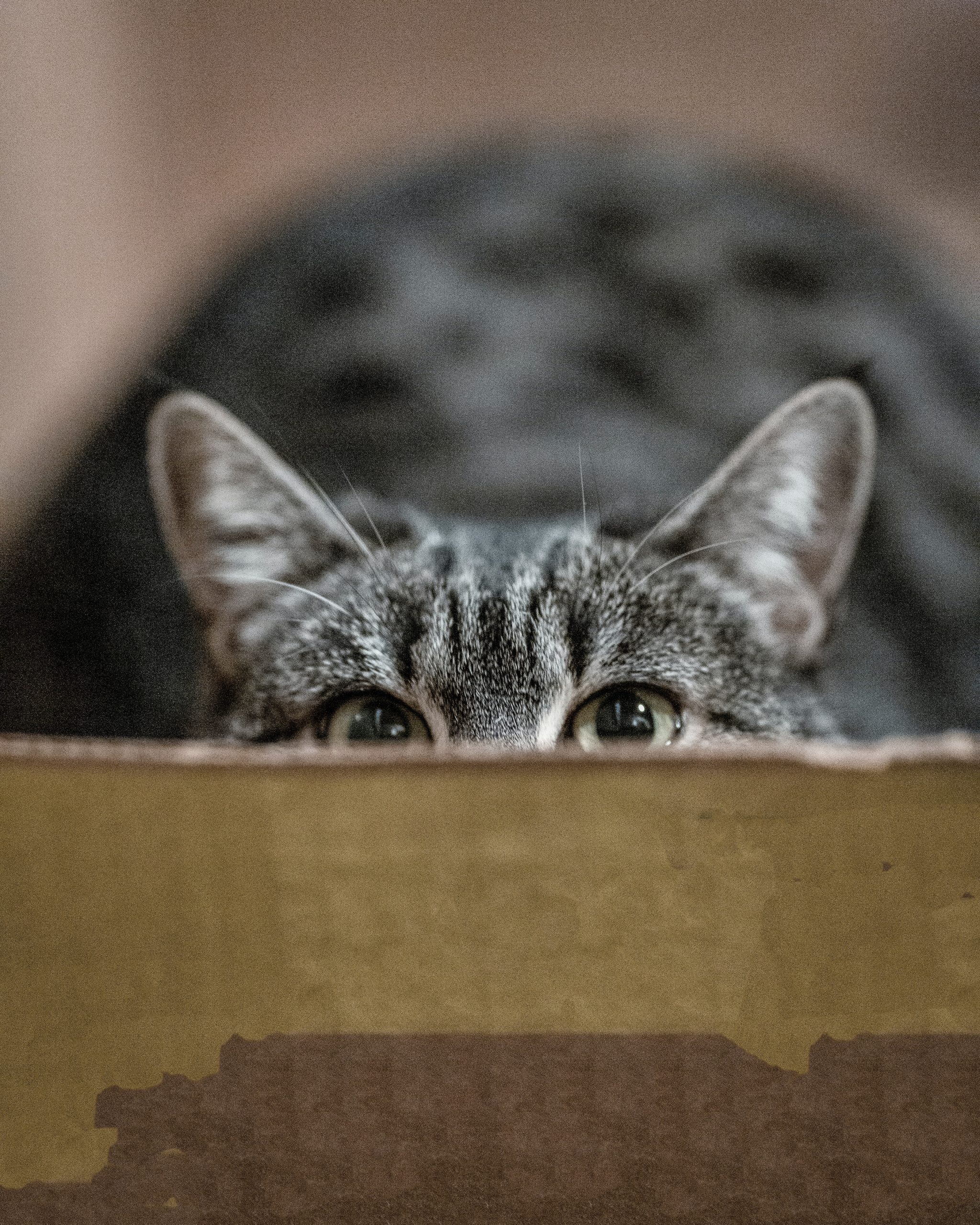 Peeping Gray Cat 3389528