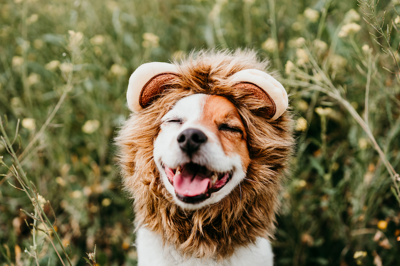cute jack russell dog wearing a lion costume on head with eyes closed. Happy dog outdoors in nature in yellow flowers meadow. Sunny spring
